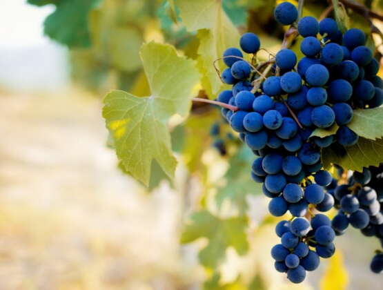 Xinomavro: A Great Greek Variety Still on the Rise