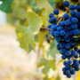 Xinomavro: A Great Greek Variety Still on the Rise